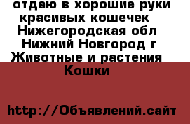 отдаю в хорошие руки красивых кошечек. - Нижегородская обл., Нижний Новгород г. Животные и растения » Кошки   